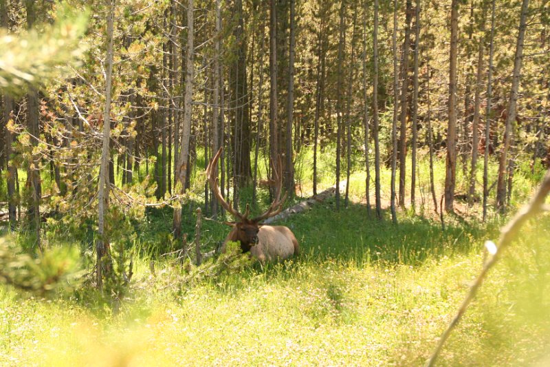 Trip (148).JPG - Elk at Yellowstone National Park Artist Point
